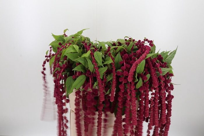 <h4>Amaranthus Caudatus Rosary</h4>