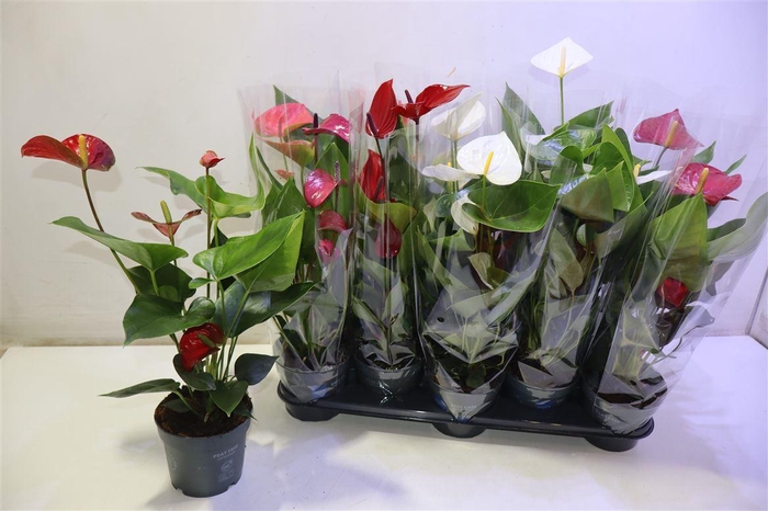 <h4>arr8 Anthu An Gem</h4>