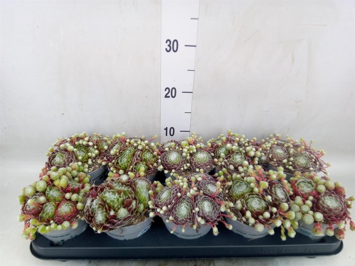 <h4>Sempervivum   ...</h4>