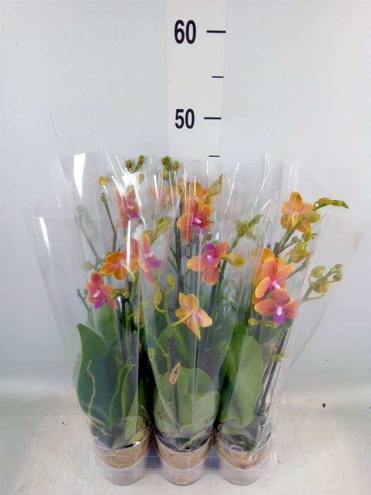 <h4>Phalaenopsis multi.   ...orange</h4>