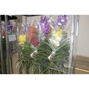 ORQUIDEA VANDA CESTA VAZADA