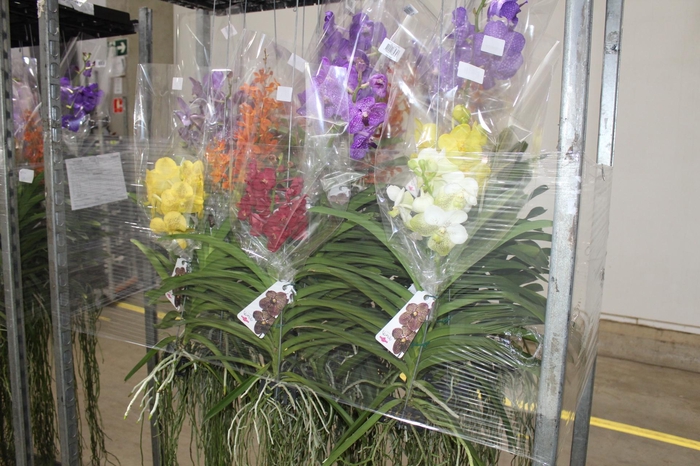 <h4>ORQUIDEA VANDA CESTA VAZADA</h4>