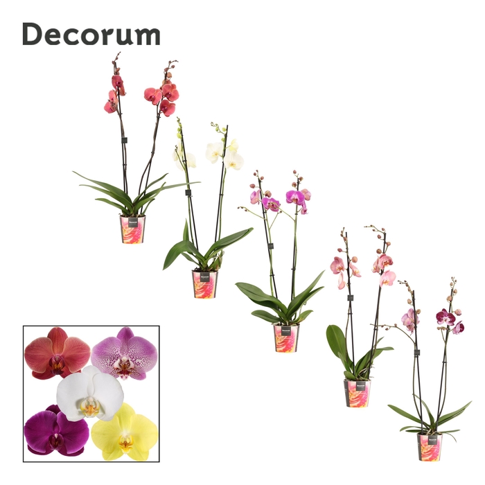 <h4>Phalaenopsis 2 tak 16+ mix (Decorum)</h4>