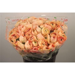 Ran.. Su Grand Pastel Extra X50