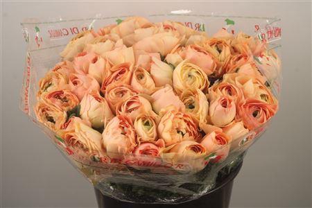 <h4>Ran.. Su Grand Pastel Extra X50</h4>