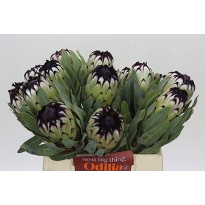 Protea Niobe