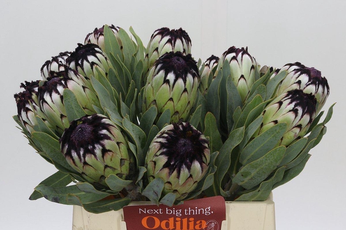 <h4>Protea Niobe</h4>