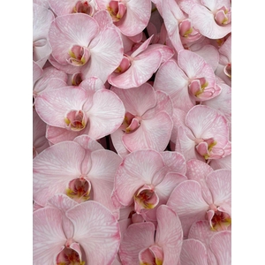 Phalaenopsis