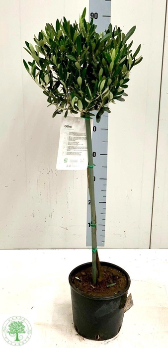 <h4>OLEA EUROPAEA</h4>