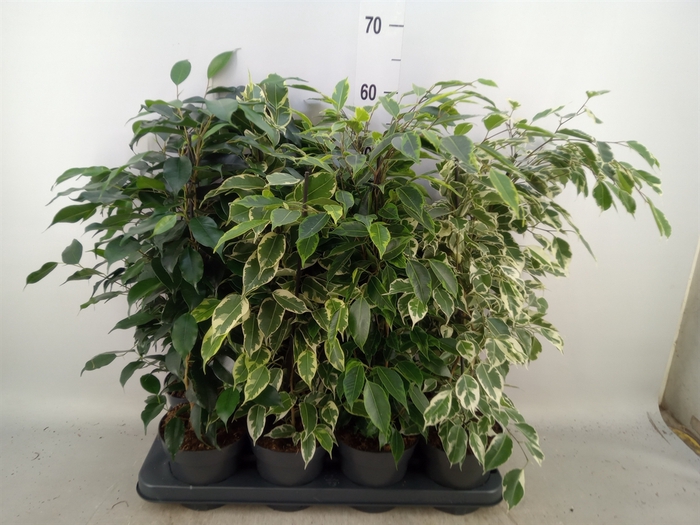 <h4>Ficus benja.   ...mix</h4>