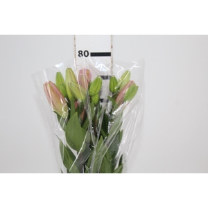 LIRIO ALBUFEIRA 080 CM HT 2/3 FLS ROSA