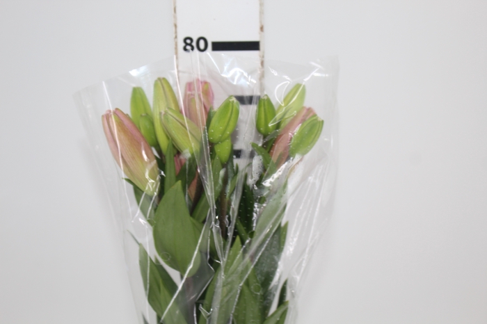 <h4>LIRIO ALBUFEIRA 080 CM HT 2/3 FLS ROSA</h4>