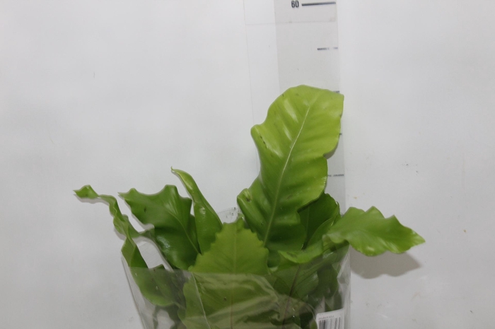 <h4>ASPLENIUM NIDUS P17</h4>