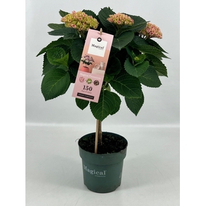 Hydrangea Magical® Flowertree Revolution roze 14 cm kop 5+ rijp 2/3