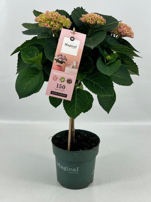 <h4>Hydrangea Magical® Flowertree Revolution roze 14 cm kop 5+ rijp 2/3</h4>