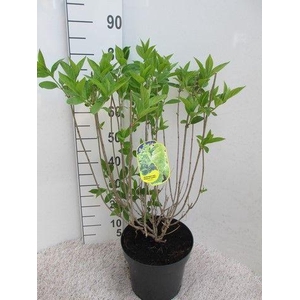 Hydrangea pan. Magical Candle 30-40 P26