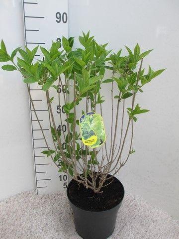 <h4>Hydrangea pan. Magical Candle 30-40 P26</h4>