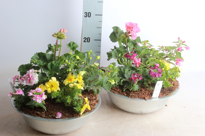 <h4>ARR TUINPLANTEN</h4>