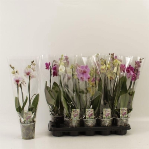 PHAL GEM