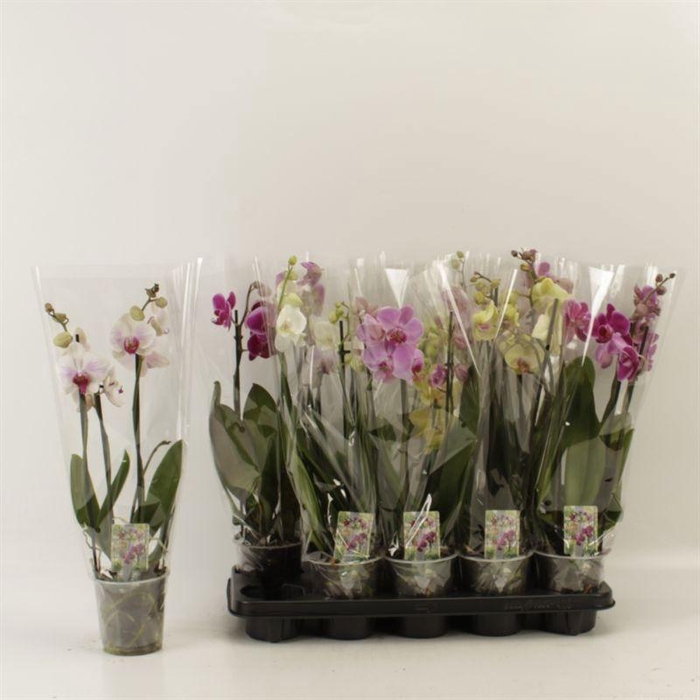 <h4>PHAL GEM</h4>