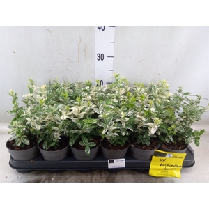 Euonymus fortunei 'Harlequin'