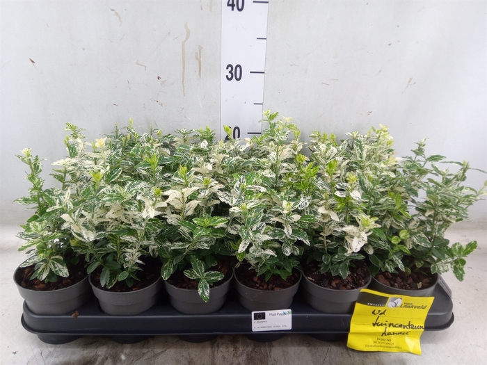 <h4>Euonymus fortunei 'Harlequin'</h4>