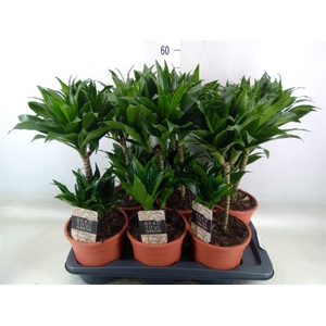 Dracaena frag. 'Compacta'