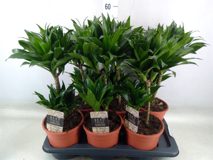 <h4>Dracaena frag. 'Compacta'</h4>