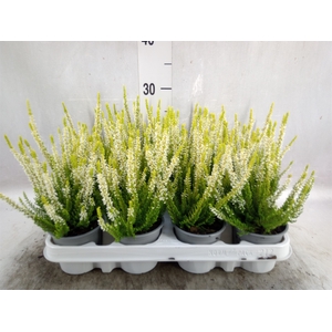 Calluna vulg. 'Beauty L Agneta'