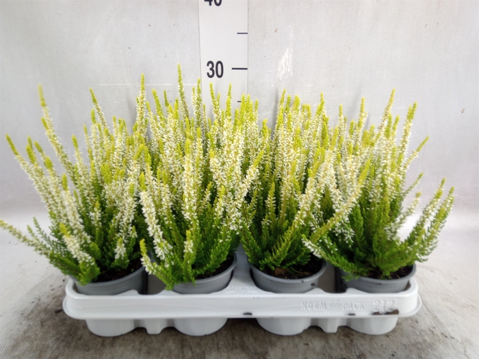 Calluna vulg. 'Beauty L Agneta'