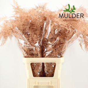 Asp Klb H% L. Getopt Copper