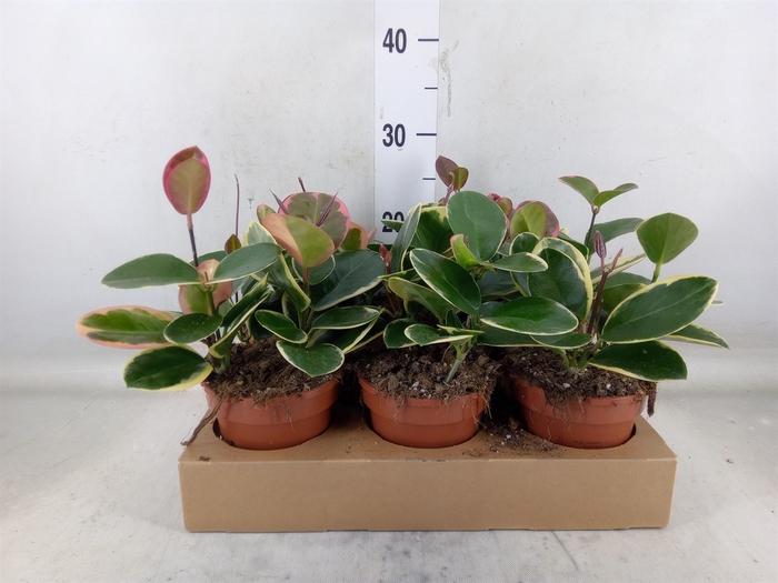 <h4>Hoya australis 'Blondie'</h4>