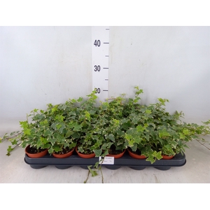 Hedera helix 'Eva'