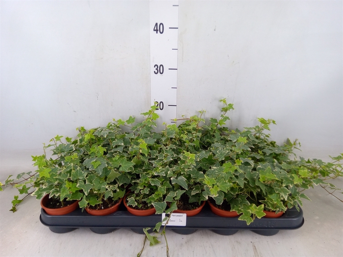 <h4>Hedera helix 'Eva'</h4>