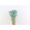 Dried Phalaris X5 Frosted Licht Blauw Bunch