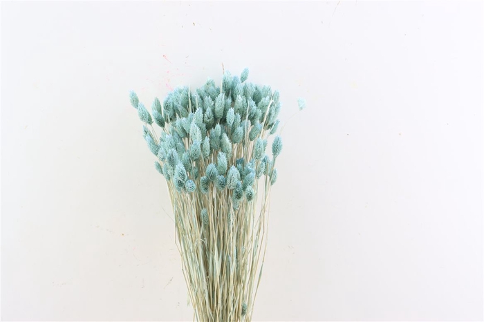 Dried Phalaris X5 Frosted Licht Blauw Bunch