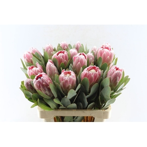 Protea Penny Pink