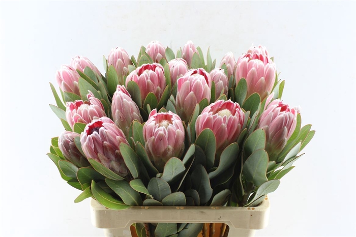 <h4>Protea Penny Pink</h4>