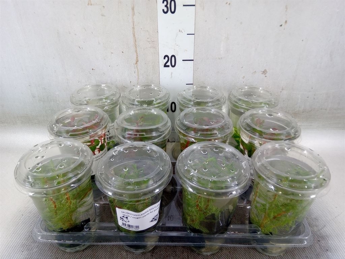 <h4>Aquariumplanten   ...mix</h4>