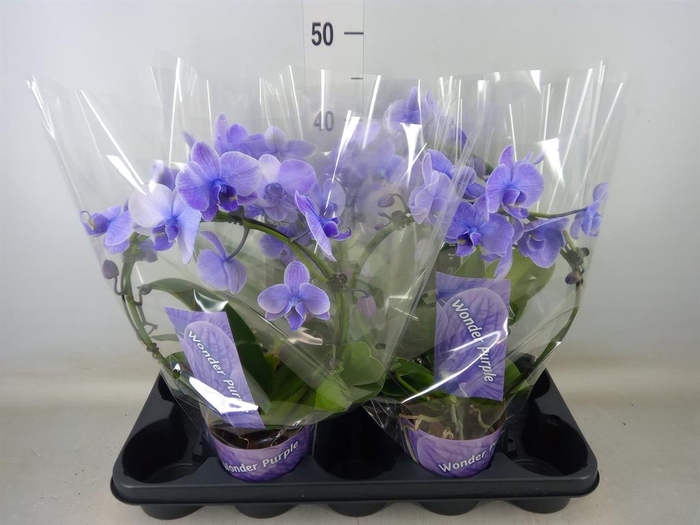 <h4>Phalaenopsis   ...</h4>