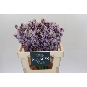 LATHYRUS SHIBORI PURPLE JAPAN*