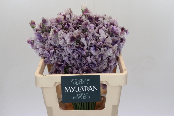 <h4>LATHYRUS SHIBORI PURPLE JAPAN*</h4>