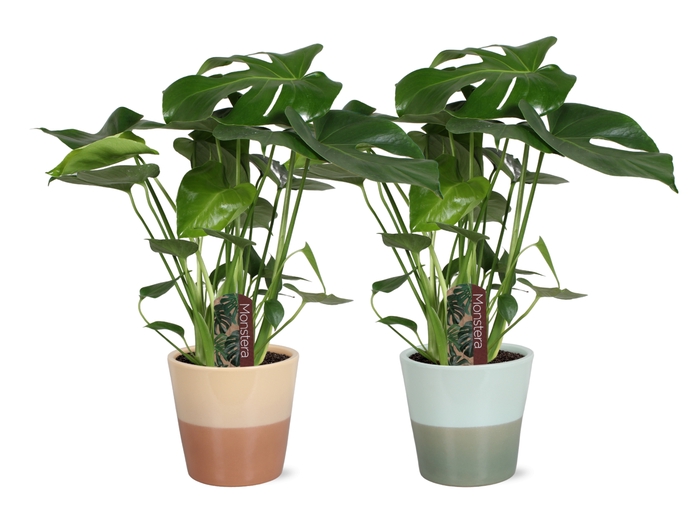 <h4>Monstera Deliciosa Keramiek Havana</h4>