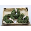 Wr Sierfruit Juniperus Green 20cm