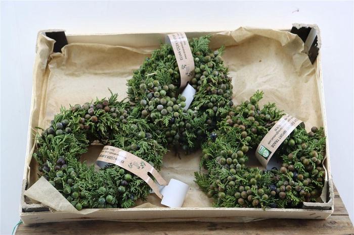 Wr Sierfruit Juniperus Green 20cm