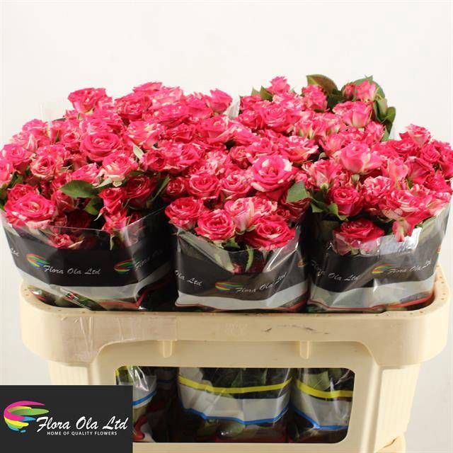 <h4>R Tr Fireworks Flora Ola</h4>