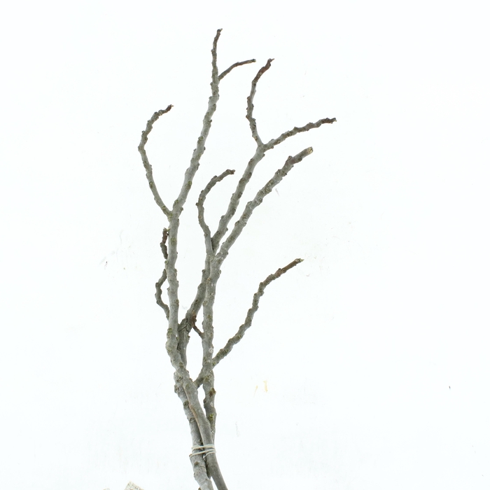 <h4>DROOGBL ONBEWERKT</h4>