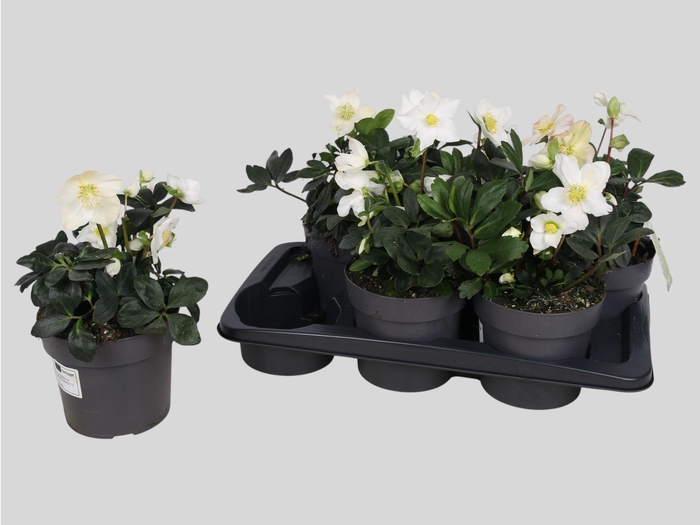 <h4>Hell Ni Chr Carol</h4>