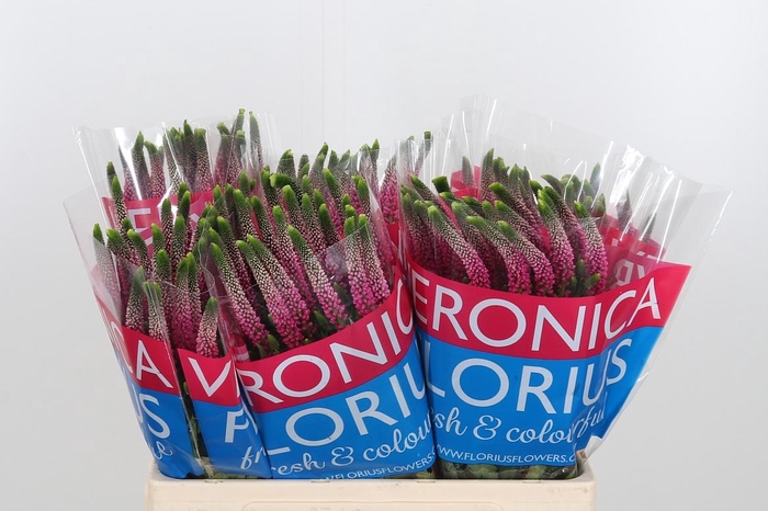 <h4>Veron Smart Artist</h4>