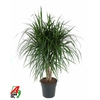 Dracaena